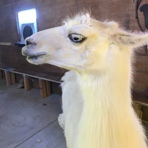 Meet your Posher, Kristina